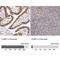 Catechol-O-Methyltransferase antibody, NBP1-85818, Novus Biologicals, Immunohistochemistry paraffin image 