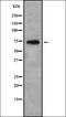 Sodium- and chloride-dependent taurine transporter antibody, orb378424, Biorbyt, Western Blot image 