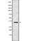 Olfactory Receptor Family 5 Subfamily L Member 1 (Gene/Pseudogene) antibody, abx217448, Abbexa, Western Blot image 