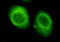 Chromodomain Helicase DNA Binding Protein 3 antibody, LS-C178314, Lifespan Biosciences, Immunofluorescence image 