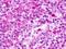 G Protein-Coupled Receptor 183 antibody, orb79980, Biorbyt, Immunohistochemistry paraffin image 
