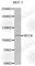 mRECK antibody, A0794, ABclonal Technology, Western Blot image 