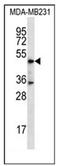 DSN1 Component Of MIS12 Kinetochore Complex antibody, AP51326PU-N, Origene, Western Blot image 