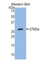 Ectodysplasin A antibody, LS-C293725, Lifespan Biosciences, Western Blot image 