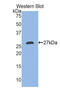 Ta antibody, LS-C293725, Lifespan Biosciences, Western Blot image 