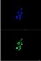 Synuclein Alpha antibody, NBP1-22957, Novus Biologicals, Immunofluorescence image 