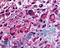 Muscarinic acetylcholine receptor M2 antibody, LS-A1333, Lifespan Biosciences, Immunohistochemistry paraffin image 