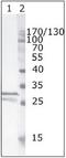 HIV1 nef antibody, AM26075PU-N, Origene, Western Blot image 