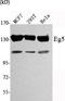 Kinesin Family Member 11 antibody, M01754-2, Boster Biological Technology, Western Blot image 