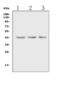 Actin Alpha 1, Skeletal Muscle antibody, MA1000, Boster Biological Technology, Western Blot image 