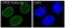 CAMP Responsive Element Binding Protein 1 antibody, M00577, Boster Biological Technology, Immunofluorescence image 