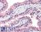 Olfactomedin 4 antibody, LS-A8455, Lifespan Biosciences, Immunohistochemistry frozen image 