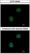 G Protein Subunit Alpha Transducin 2 antibody, LS-C186359, Lifespan Biosciences, Immunocytochemistry image 