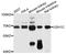 AIE75 antibody, STJ114430, St John