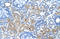 GSP antibody, orb330201, Biorbyt, Immunohistochemistry paraffin image 