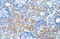 Guanine nucleotide-binding protein G(s) subunit alpha isoforms short antibody, orb330201, Biorbyt, Immunohistochemistry paraffin image 