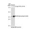 NFKB Inhibitor Alpha antibody, GTX03210, GeneTex, Western Blot image 