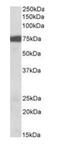 Ribosomal Protein S6 Kinase A2 antibody, orb125012, Biorbyt, Western Blot image 