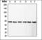 RCC1 And BTB Domain Containing Protein 1 antibody, orb376117, Biorbyt, Western Blot image 