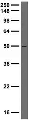 Serine/threonine-protein kinase PINK1, mitochondrial antibody, 73-060, Antibodies Incorporated, Western Blot image 