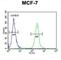 FAM20A Golgi Associated Secretory Pathway Pseudokinase antibody, abx032361, Abbexa, Western Blot image 