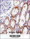 DNA Methyltransferase 3 Alpha antibody, 57-872, ProSci, Immunohistochemistry frozen image 