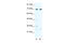 WRN Helicase Interacting Protein 1 antibody, 28-498, ProSci, Enzyme Linked Immunosorbent Assay image 