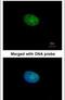 Recombination Signal Binding Protein For Immunoglobulin Kappa J Region antibody, PA5-22226, Invitrogen Antibodies, Immunofluorescence image 