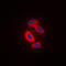 RAB31, Member RAS Oncogene Family antibody, GTX55929, GeneTex, Immunocytochemistry image 