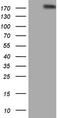 Fms Related Tyrosine Kinase 4 antibody, LS-C340163, Lifespan Biosciences, Western Blot image 