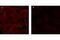Acetyl-CoA Carboxylase Alpha antibody, 3662S, Cell Signaling Technology, Immunofluorescence image 