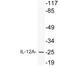 Interleukin 12A antibody, LS-C177553, Lifespan Biosciences, Western Blot image 