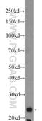 ER Membrane Protein Complex Subunit 8 antibody, 19889-1-AP, Proteintech Group, Western Blot image 