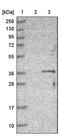 Coenzyme Q3, Methyltransferase antibody, PA5-56698, Invitrogen Antibodies, Western Blot image 