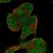 Kinesin Family Member 5A antibody, HPA073448, Atlas Antibodies, Immunofluorescence image 