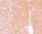 Gamma-Aminobutyric Acid Type B Receptor Subunit 2 antibody, A03830-1, Boster Biological Technology, Immunohistochemistry frozen image 