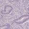 Heat Shock Transcription Factor 5 antibody, PA5-64126, Invitrogen Antibodies, Immunohistochemistry frozen image 