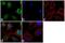 Apolipoprotein D antibody, 720187, Invitrogen Antibodies, Immunofluorescence image 