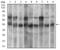 p38 antibody, NBP2-37312, Novus Biologicals, Western Blot image 