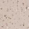 Apolipoprotein L6 antibody, NBP1-89031, Novus Biologicals, Immunohistochemistry frozen image 