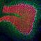 Neurofilament Light antibody, M02482-4, Boster Biological Technology, Immunofluorescence image 