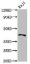 Tribbles Pseudokinase 1 antibody, CSB-PA836296LA01HU, Cusabio, Western Blot image 