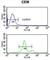 Acid Sensing Ion Channel Subunit 1 antibody, abx034299, Abbexa, Western Blot image 