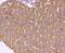 SMAD Family Member 3 antibody, NBP2-67434, Novus Biologicals, Immunohistochemistry paraffin image 