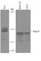 Reticulon 4 antibody, AF6034, R&D Systems, Western Blot image 