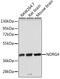 NDRG Family Member 4 antibody, 18-944, ProSci, Western Blot image 