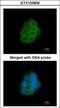 Protocadherin 1 antibody, GTX103806, GeneTex, Immunofluorescence image 