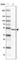 Family With Sequence Similarity 155 Member A antibody, HPA039453, Atlas Antibodies, Western Blot image 