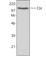 Cbl Proto-Oncogene antibody, 633001, BioLegend, Western Blot image 