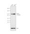 SAP-97 antibody, PA1-044, Invitrogen Antibodies, Western Blot image 